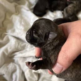 Rico - Brindle male Pug puppy in South Carolina from Pugs From the Corner