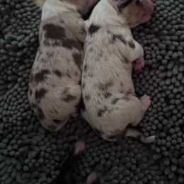 Girl 2 - Red merle female Australian Shepherd puppy in Wrightstown, New Jersey from Hartzland Farm Australian Shepherds
