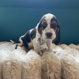 Gypsy - Black white and brown female Basset Hound puppy in Remington, Virginia from Lotus Rose Basset hounds