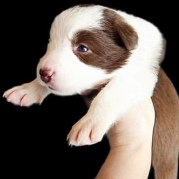 Wild Flower - White and red female Border Collie puppy in Cedar Springs, Michigan from Lyncroft Border Collies