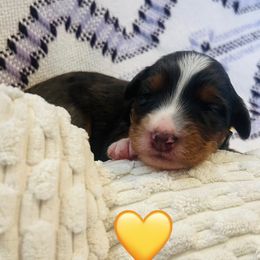 Blitzen - Blue merle female Bernedoodle puppy in San Juan Capistrano, California from Country Hills Doodles