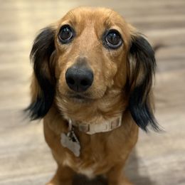 Daisy - Dachshund