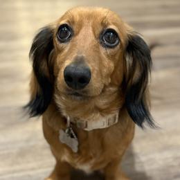Daisy - Dachshund