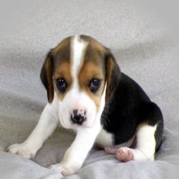 Beagles from Blackhawk Beagles
