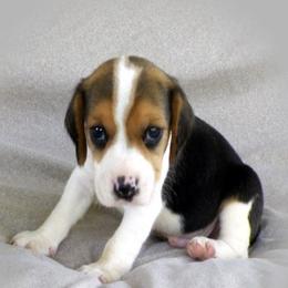 Beagles from Blackhawk Beagles