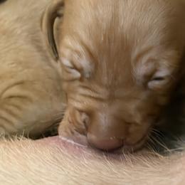Vizsla Puppies from On Point Farm