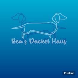 Puppy on hold - Dapple female Dachshund puppy in Imperial, Missouri from Bea’s Dackel Haüs