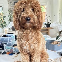 Ginger - Goldendoodle