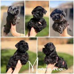 Montana AKC - Black female Miniature Schnauzer puppy in Victorville, California from West Coast Royal Miniature Schnauzer