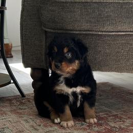 Miniature Australian Shepherd, Pembroke Welsh Corgi, and Toy Australian Shepherd Puppies from Triple J Aussies and Corgis