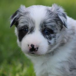 Blue Merle girl - Blue merle female Border Collie puppy in Tylertown, Mississippi from Cool Meadow Farms