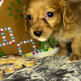 Willow - Red female Dachshund puppy in Conway, Missouri from Ozark Mountain Kennel