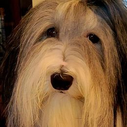 Bearded Collies from Melrose Bearded Collies