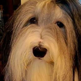 Bearded Collies from Melrose Bearded Collies
