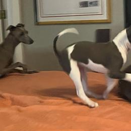 Italian Greyhound Puppies from Fisher Link