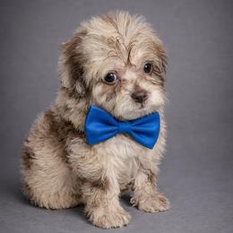 Rolo - Merle male Shihpoo puppy in Delphos, Ohio from Route 66 Poodles & Doodles, Sapphire Shih-tzu's of Ohio