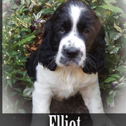 English Springer Spaniel Puppies from TimberVale Springers