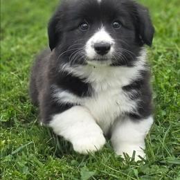 Boa - Brindle and white female Cardigan Welsh Corgi puppy in Larsen, Wisconsin from Pondside Kennels
