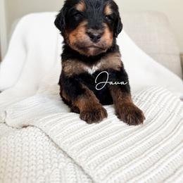 Java - Phantom male Bernedoodle puppy in Cedar County, Missouri from Sac River Goldendoodles  & Bernedoodles LLC