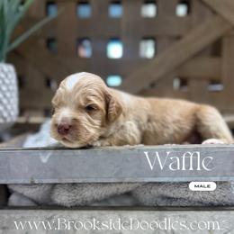 Waffle - Red male Bernedoodle puppy in Temecula, California from Brookside Bernedoodles
