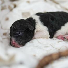 Rowan - Tri-color male Bernedoodle puppy in Delta, Pennsylvania from KEE Bernedoodles