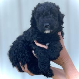 Hamley - Black male Assorted Doodle Crosses puppy in Kansas City, Missouri from Beary GoldenDoodles