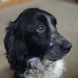 Darcy - English Springer Spaniel