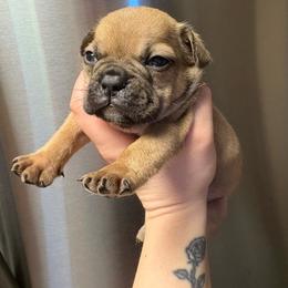 Flex - Tricolors male French Bulldog puppy in Coatesville, Pennsylvania from The Chipper Frenchie