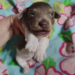 Carmen - Piebald female Dachshund puppy in Hudson, Michigan from Mittentail Kennel Miniature Dachshunds & Australian Shepherds