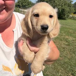 Charlie - Cream male Dachshund puppy in Stuart, Iowa from Johnson Family Paws