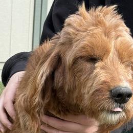 Goldendoodles from Woodland Acres