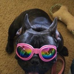 American Bulldogs and French Bulldogs from Jemms Kennels