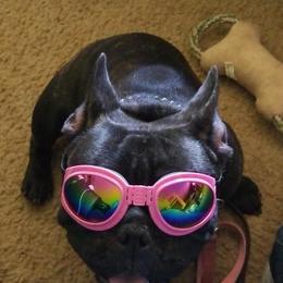 American Bulldogs and French Bulldogs from Jemms Kennels
