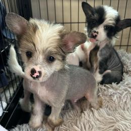 Sable slate  hl boy - Sable male Chinese Crested puppy in Rockvale, Tennessee from Cosmic Chinese Cresteds & Wind-Echo Poodles