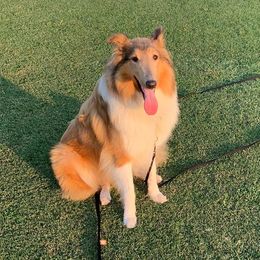 Claire - Collie