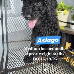 Asiago boy 5 - Black and white male Bernedoodle puppy in Tampa, Florida from TOP NOTCH PUPS- BERNEDOODLE BREEDER