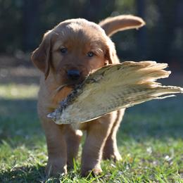 Golden Retriever Puppies from Earley Goldens