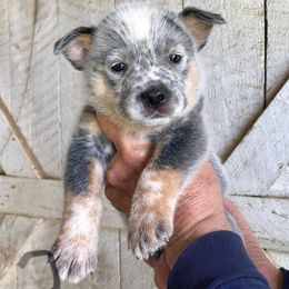 Australian Cattle Dog Puppies from JDI Enterprises