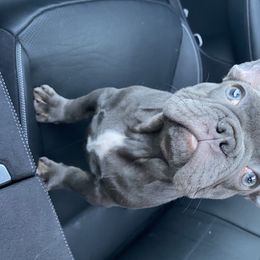 French Bulldog Puppies from House of Imports Frenchies