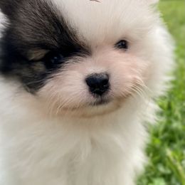 Pomeranian Puppies from TiaZ Poms