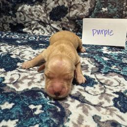 Purple - Golden female Golden Retriever puppy in Wellington, Ohio from R & K Golden Acres LLC