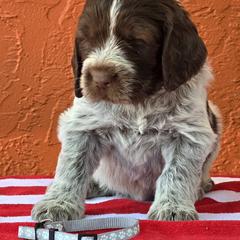 Leonberger and Spinone Italiano Puppies from Starfire Leonbergers and Spinone Italiano