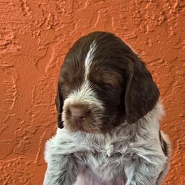 Leonberger and Spinone Italiano Puppies from Starfire Leonbergers and Spinone Italiano