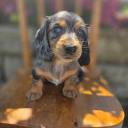 Rotelle - Dapple female Dachshund puppy in Lewiston, Idaho from Farmhouse Dachshunds
