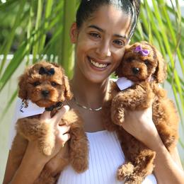 Cavapoo Puppies from Bailey & Bella Cavapoos