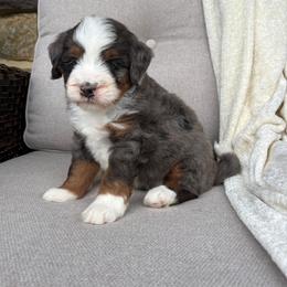 Axel - Blue merle male Bernedoodle puppy in Holtwood, Pennsylvania from Country Ridge Puppies