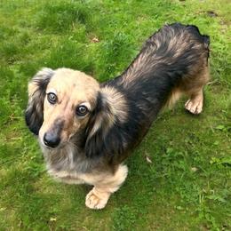 Hazel - Dachshund