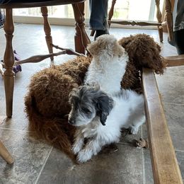 Assorted Doodle Crosses from Seven Petals Farm