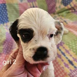 Girl 2 - Black and white female Cocker Spaniel puppy in New Riegel, Ohio from Riegelz Cockers