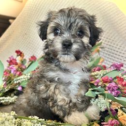 Girl 2 - Black gold and white female Shihpoo puppy in Seymour, Tennessee from Mel’s Teddy Bear Puppies
